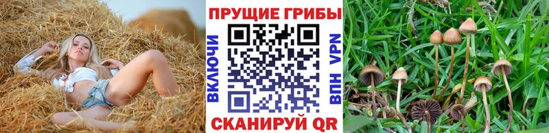 Псилоцибиновые грибы Psilocybe Чухлома